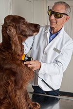 Cold laser pain relief for dogs