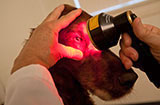 Photobiomodulation for Animals