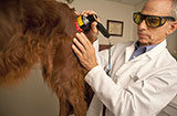 Photobiomodulation for Animals