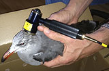 Bird treated with THOR cold laser