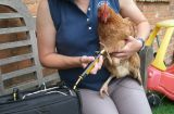 Hen treated with cold Photobiomodulation